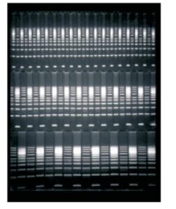 Owl™ A5 Large Gel System with Built-In Recirculation