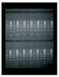 Owl EasyCast B1 Mini Gel Electrophoresis Systems