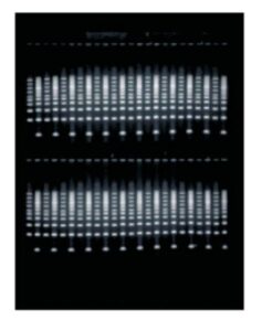 Owl EasyCast B2 Mini Gel Electrophoresis Systems