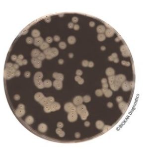 EASY STAPH - Agar (Kit)