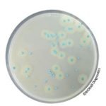 COMPASS® Listeria Agar