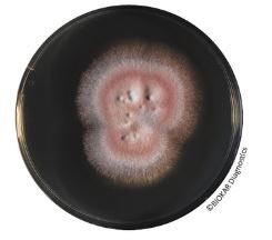 SABOURAUD AGAR