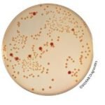 MacCONKEY-sorbitol (CT-SMAC) Agar - Dehydrated base medium