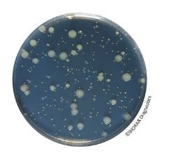Yeast extract Agar