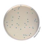 COMPASS® Enterococcus Agar