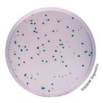 COMPASS® Enterobacter sakazakii Agar