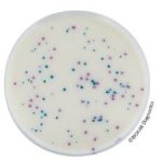 Salmonella Enrichment