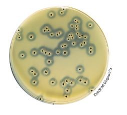 BAIRD PARKER Agar with Egg Yolk and Tellurite - Pre-poured medium