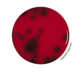 PALCAM Agar - Pre-poured medium