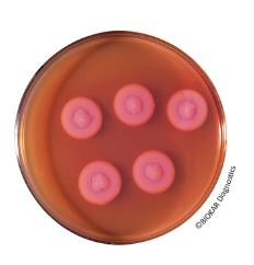 Bacillus cereus (acc. to Mossel) - Pre-poured medium