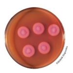 Bacillus cereus (acc. to Mossel) - Pre-poured medium
