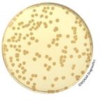 Trypto-casein Soy Agar (TSA) - Pre-poured medium