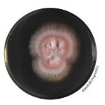 Sabouraud  Dextrose Agar (SDA) - Ready-to-melt medium