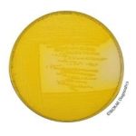 CFC Agar - Ready-to-melt base medium