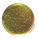 Mannitol salt Agar - Pre-poured medium