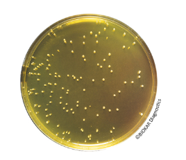 Mannitol salt Agar - Pre-poured medium