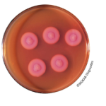 Polymyxin B selective supplement