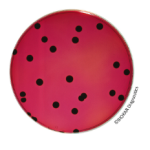 Tergitol 4 selective supplement