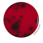 PALCAM selective supplement