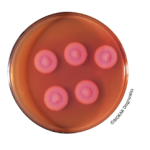 Egg Yolk Emulsion with Polymyxin B