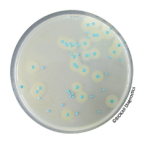 COMPASS® Listeria Agar - Selective supplement - liquid