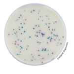 IRIS Salmonella® supplement - Liquid