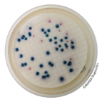 COMPASS® cc Agar - Selective supplement
