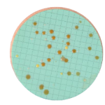 Nutrient Pad Sets - Caso-NPS