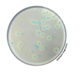 COMPASS® Listeria Agar