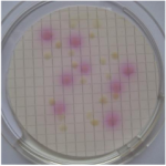 Nutrient Pad Sets-ECD-MUG-NPS