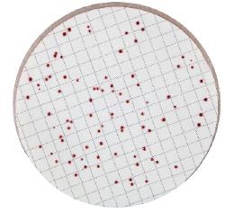 Nutrient Pad Sets -Enterococcus-NPS