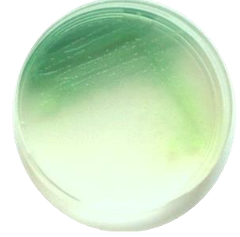 Nutrient medium -Cetrimide-Agar
