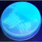 Pseudomonas CN Agar