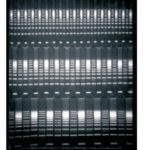 Owl™ A5 Large Gel System with Built-In Recirculation