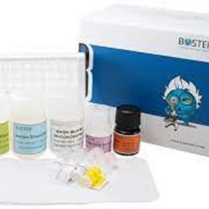 New ELISA: Testosterone and Neomycin(NM)